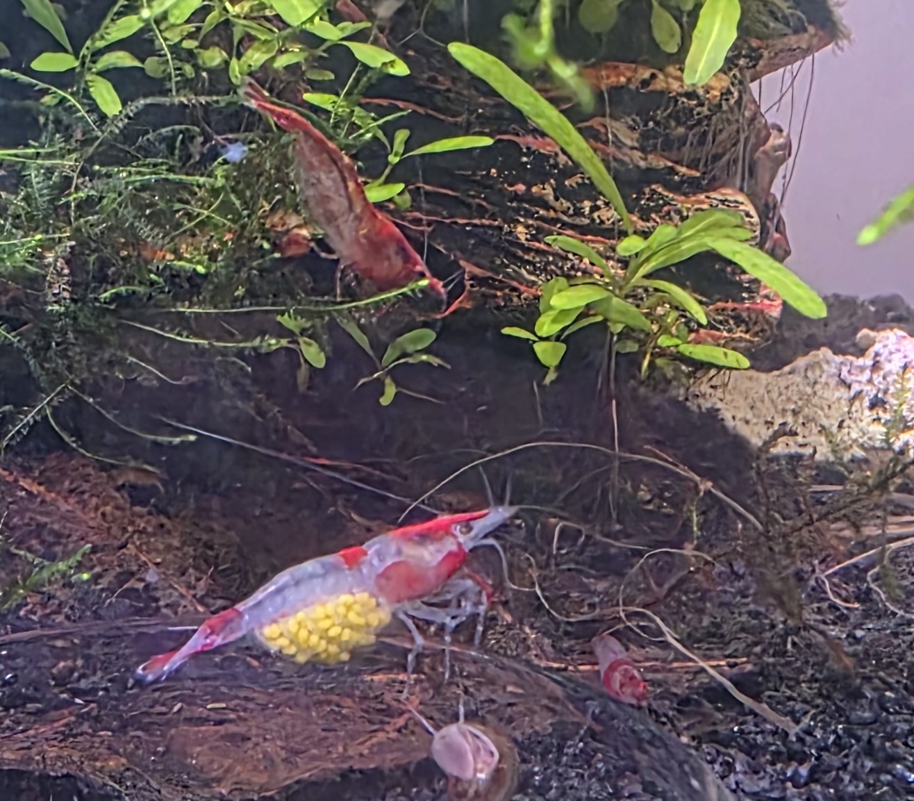 Red Rili Shrimp, one carrying eggs, among aquarium plants